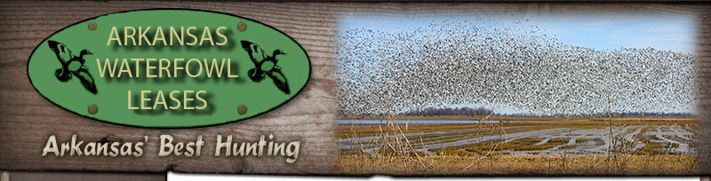 Labrador Retriever Hunting Dogs Puppies For Sale and Stud Service BMWHunting