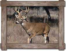 Arkansas Deer Hunts pricing