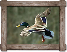 Arkansas Duck Season 20242025 Everything You Need To Know - 9yyxupt